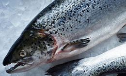Cá hồi - Quali Foods - Công Ty TNHH Thực Phẩm Chất Lượng Canada